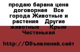 продаю барана цена договорная - Все города Животные и растения » Другие животные   . Крым,Чистенькая